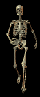 skeleton_walking