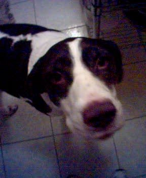 GZO-2003.12-2004.01.004