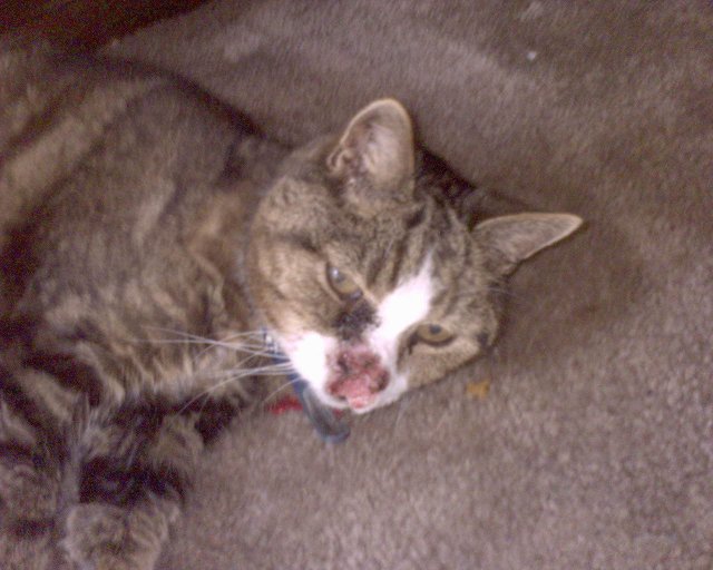 GZO-2006.08-2007.01_009