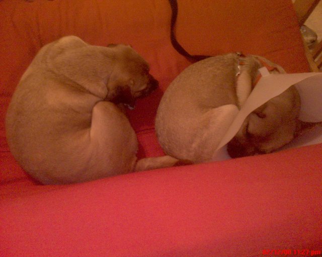 GZO-2008-02-13-001